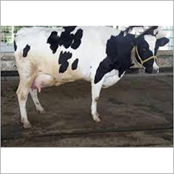 Black-white Hf Breed Cow