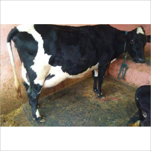 Black-white Hf Breed Cow