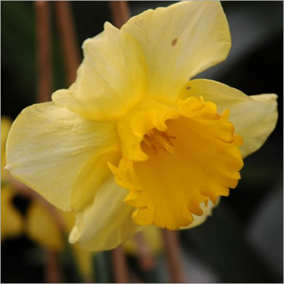 नार्सिसस