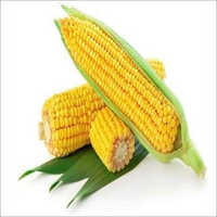 Mex Maize Seed