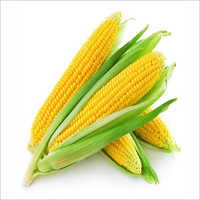 Navyug Maize Seed