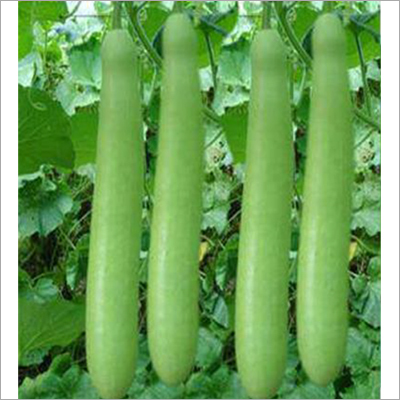 Vardhman Bottle Gourd Seed