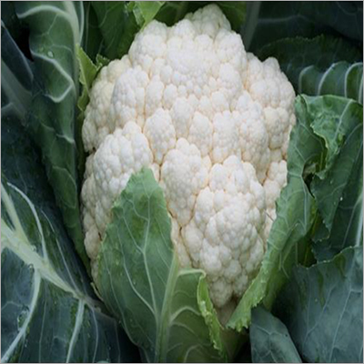 Phool Bahar Cauliflower Seed