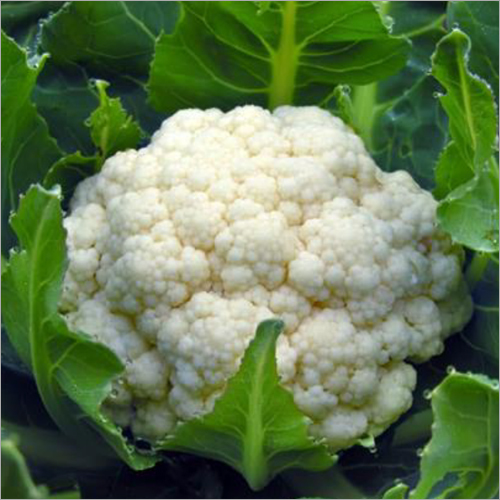 White Cauliflower Seed - Premium Quality Vegetable Seeds | High Germination Rate, Non-gmo Variety, Optimal Growth Conditions