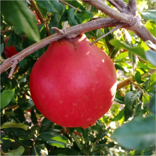 Red Pomegranate