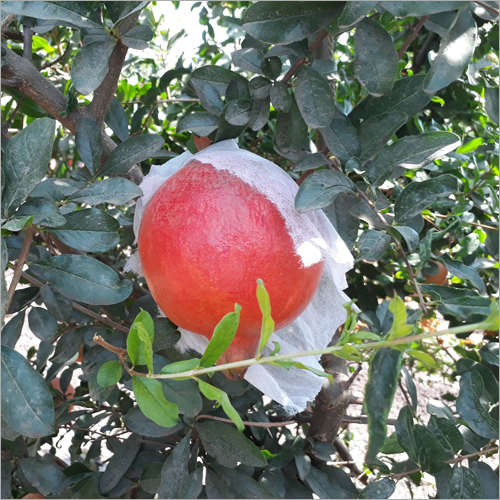 Red Pomegranate