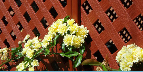 Matrix Privacy Diamond Lattice