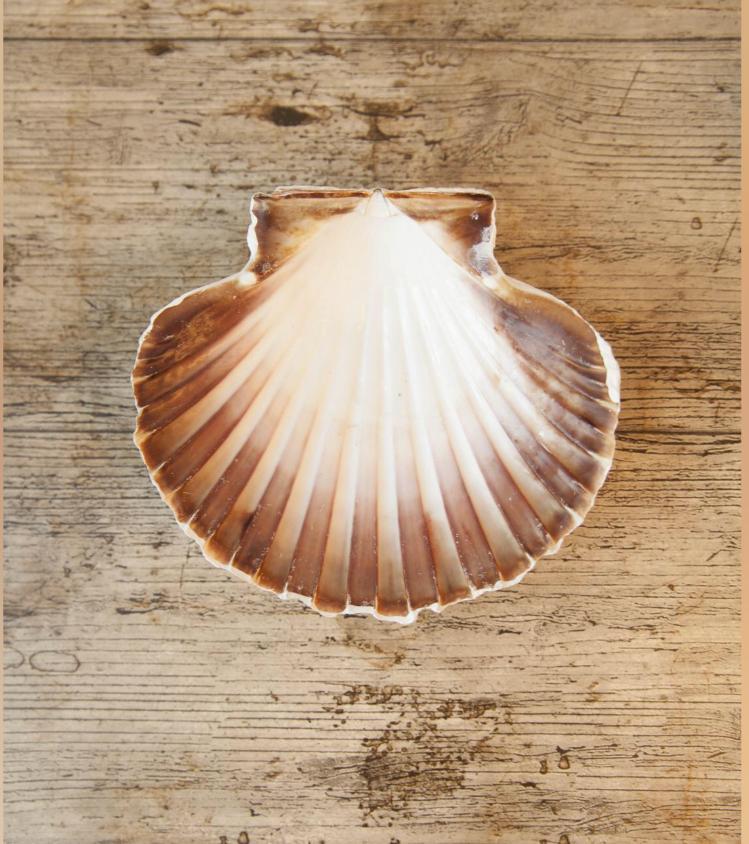Conch Shells Grade: Natural