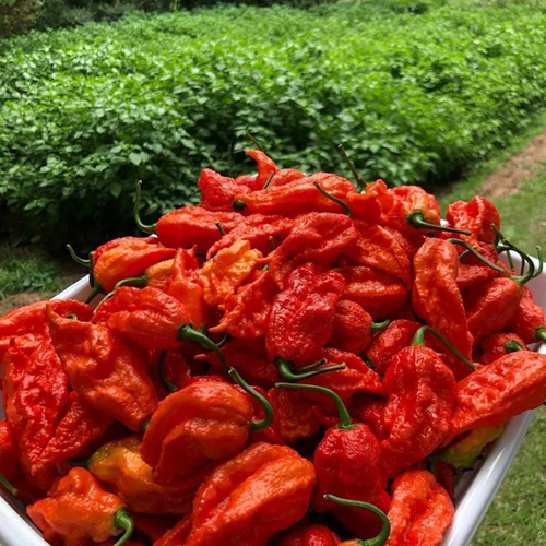 Red Bhut Chilli