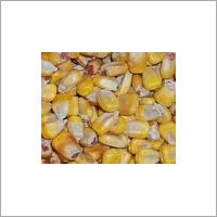 सूखा मक्का