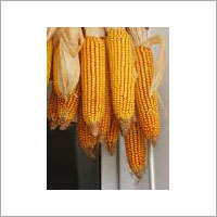 Maize Seeds