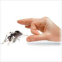 चींटियों की रासायनिक नियंत्रण सेवा