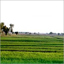 कृषि क्षेत्र