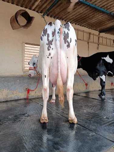 Pure bread hf cow