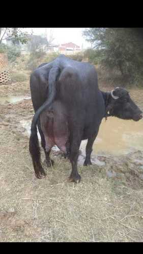Murrah Buffalo - Premium Quality Female, 22 kg Milk Production Ready