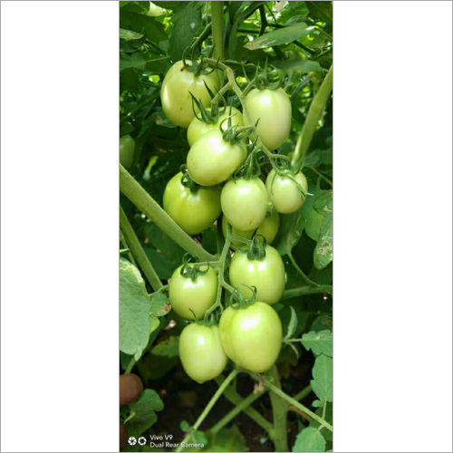 Hybrid Tomato Seeds