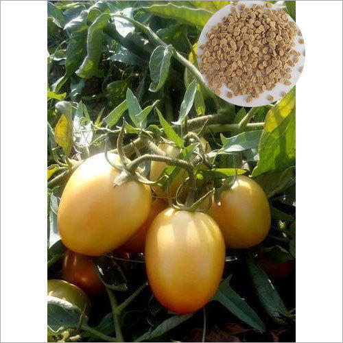 Aryan Hybrid Tomato Seeds