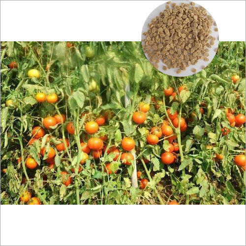 Open Field Mani Hybrid Tomato Seeds