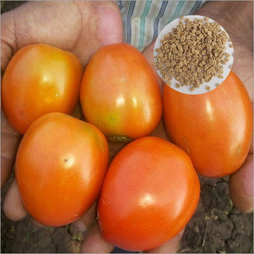 Rama Hybrid Tomato Seeds