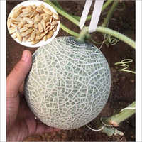 Hybrid Muskmelon Seed