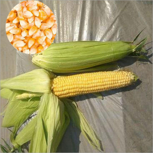 Sweet Corn Seeds