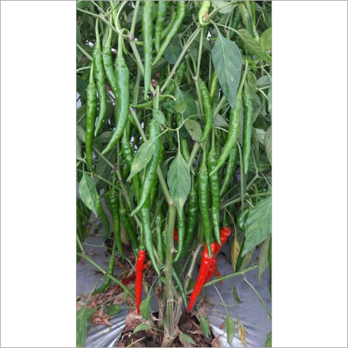 Hybrid Chilli Devi Delux Seed