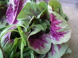 अम्लान रंगीन पुष्प का पौध