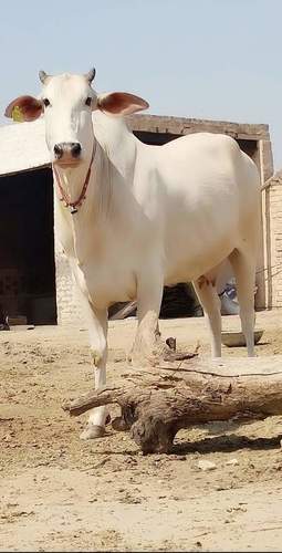 Haryana Cow Gender: Female