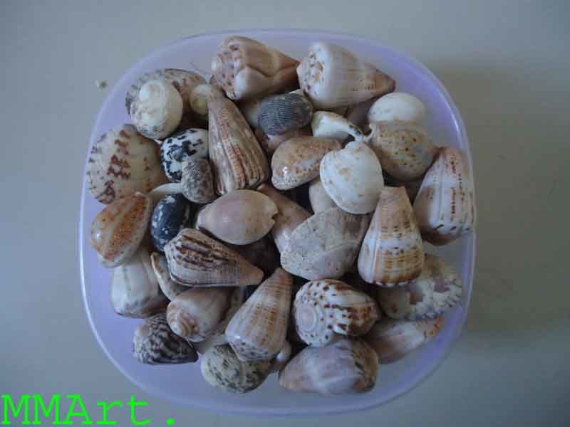 Natural Small And Big Size Mix Seashell For Handicraft And Aquarium Solid Surface