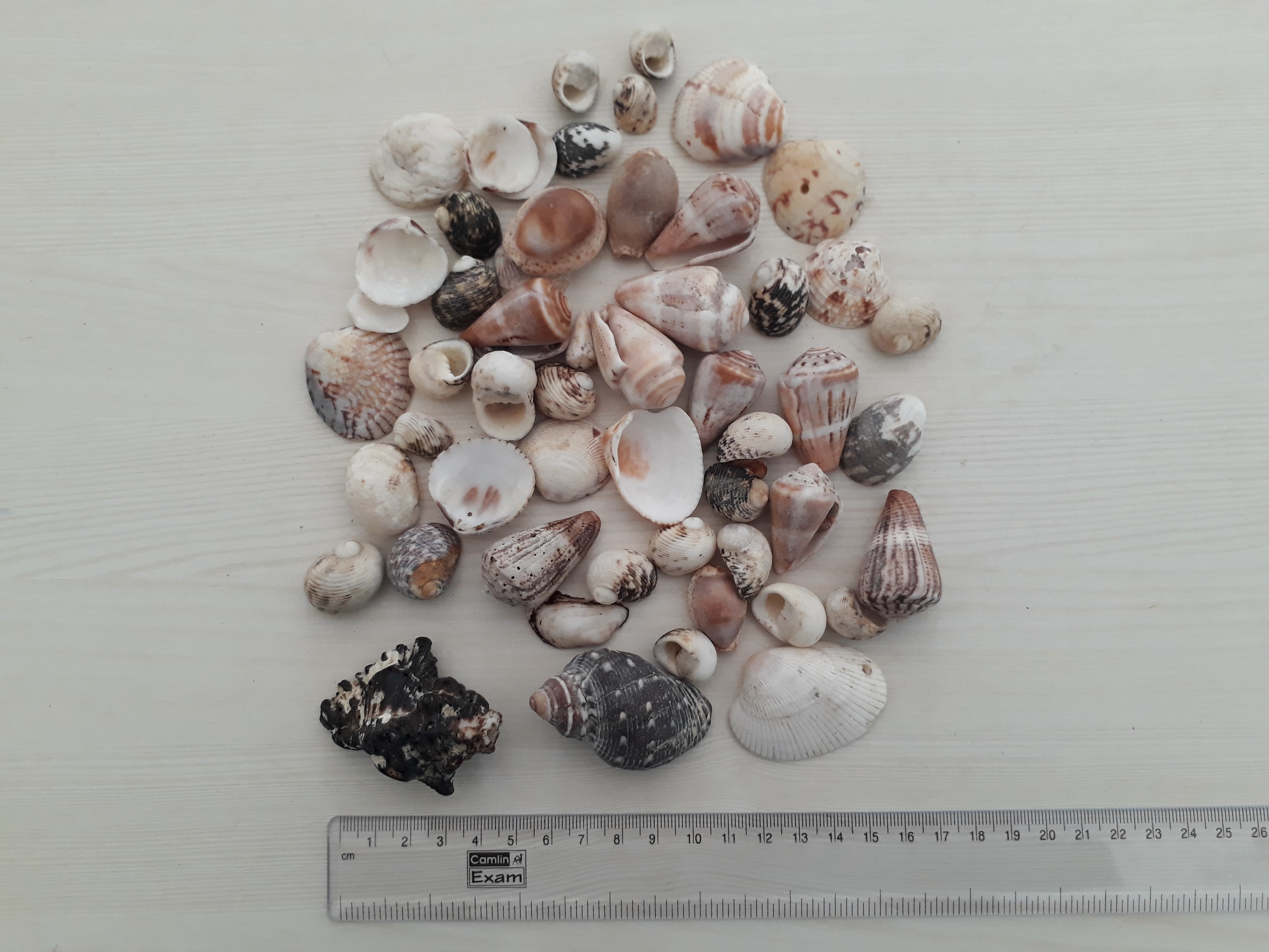 Natural Small And Big Size Mix Seashell For Handicraft And Aquarium Solid Surface