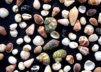 Natural Small And Big Size Mix Seashell For Handicraft And Aquarium Solid Surface