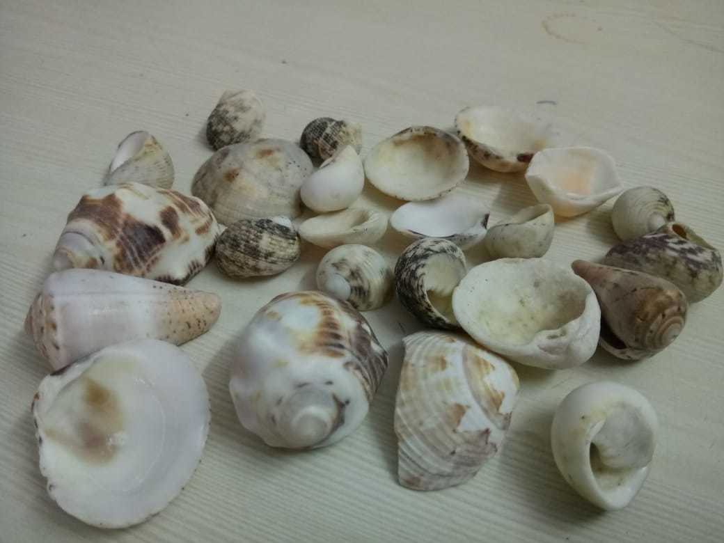 Natural Small And Big Size Mix Seashell For Handicraft And Aquarium Solid Surface