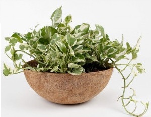 Coir Garden 6 Inch Coco Liner