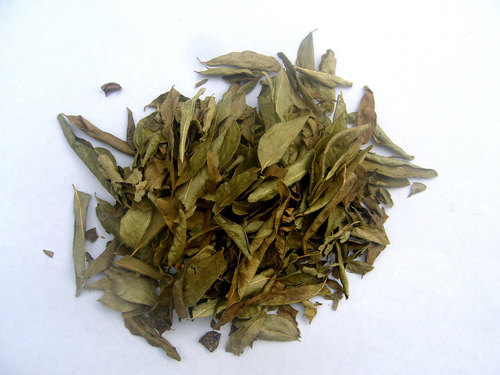 Curry Leaf