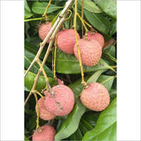 ऑर्गेनिक फ्रेश लीची