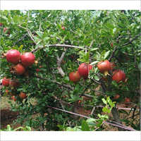 ऑर्गेनिक रेड अनार