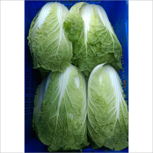 Fresh Cabbage - Organic Natural Shape, Fresh Style for Food Export Market Worldwide