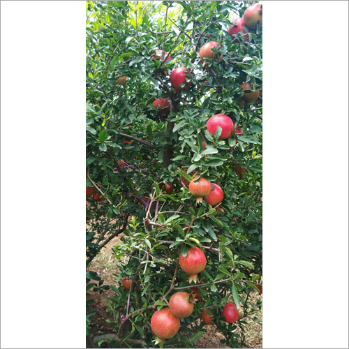 Red Pomegranate - Organic Whole Fruit, Natural Sweet Taste | Increases Red Blood Cells, Detoxifies Body, Versatile For Beverages