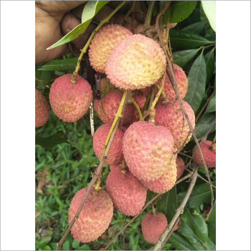 Fresh Litchi - Whole Natural Size Organic Variety | Sweet Taste, Enriched In Potassium, Supports Immunity, Aids Digestion, Enhances Skin Cleanliness
