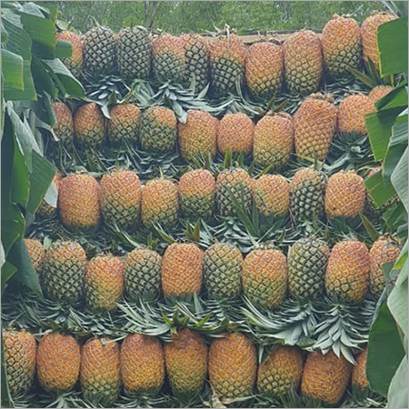 Fresh Pineapple - Organic Whole Fruit, Natural Shape, Anti-oxidant Rich For Immune Boosting And Detoxification