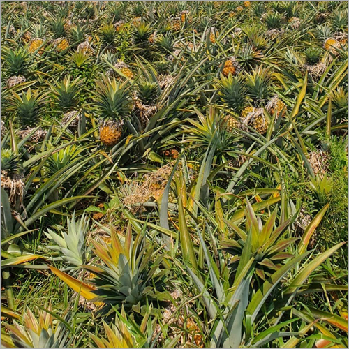 Fresh Pineapple - Organic Whole Fruit, Natural Shape, Anti-oxidant Rich For Immune Boosting And Detoxification