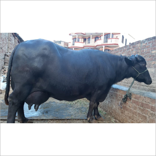 काली मुर्रा भैंस