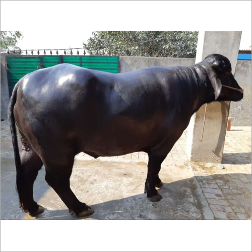 Murrah Bull By Yuvraj Dairy Farm