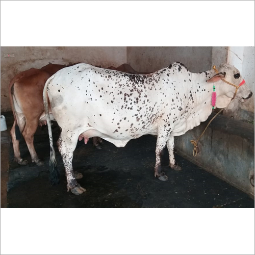 Rath Rathi Cow