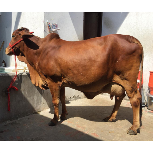 Desi Sahiwal Cow