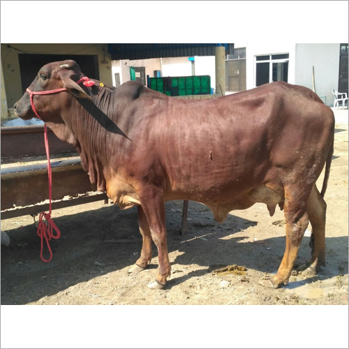 Desi Sahiwal Cow