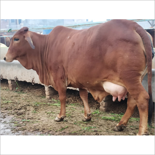 Desi Sahiwal Cow