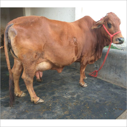 Desi Sahiwal Cow