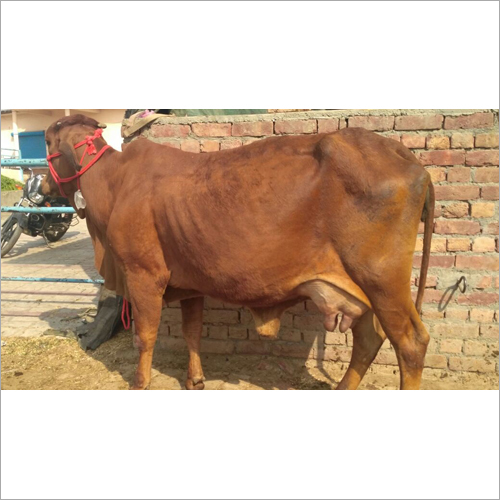 Desi Sahiwal Cow