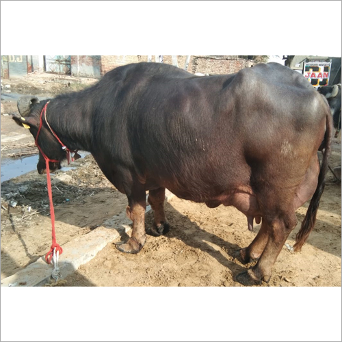 Black Murrah Buffalo Gender: Female